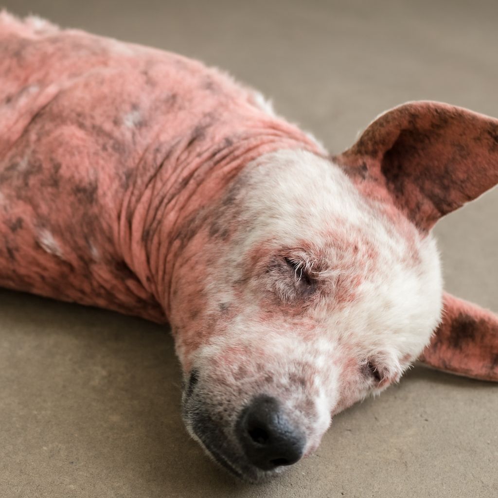 Skin Infection in Dogs: Signs, Causes, and Treatment
