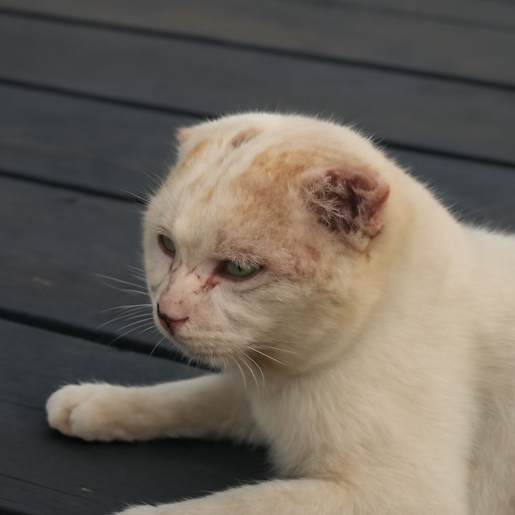Cat Chin Acne and Cat Itchy Skin: Causes and Treatment