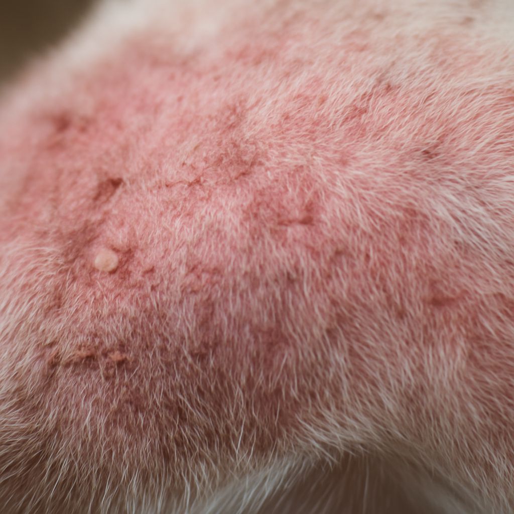 Itchy Skin After Shaving: Understanding Dog Skin Issues