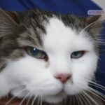 Skin cancer surgery photos of skin cancer in cats