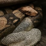 Snake shedding skin and shedded snake skin