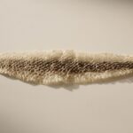 Close-up of shed snake skin and snake skin leather