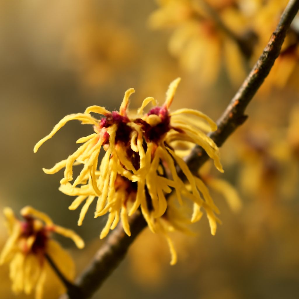 Is Witch Hazel Good for Acne? Discover the Truth