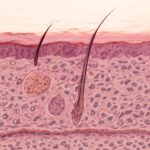 Exploring layers of skin histology and histology of skin