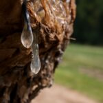 How to get tree sap off skin and remove sap from skin effectively