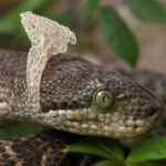 Do spiders shed their skin and do alligators shed their skin?