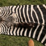 Zebra skin and skin flaps